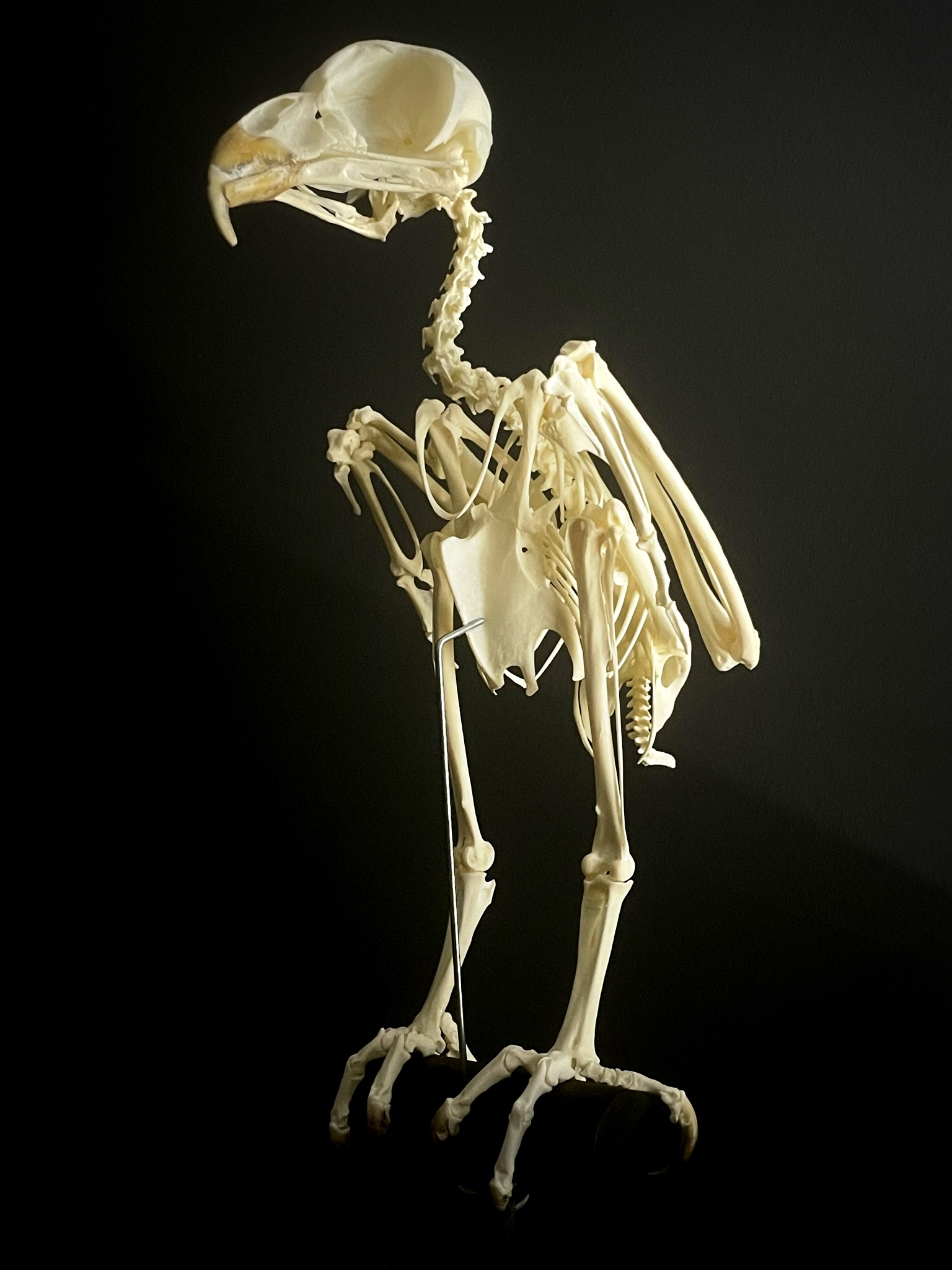 Skeleton of a Spectacle Owl - BEAST Interiors
