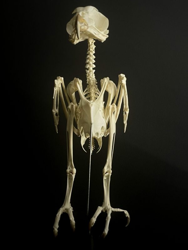 Skelet van een Briluil