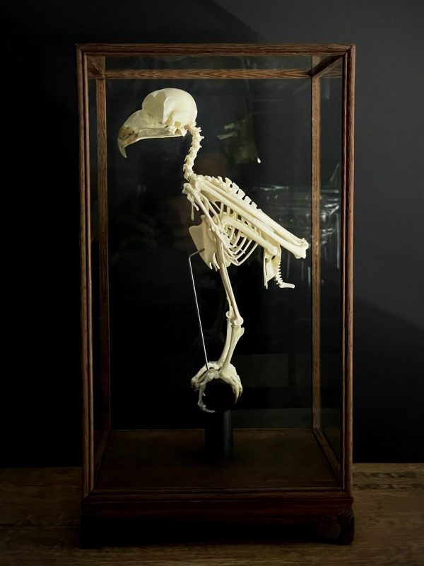 Skelet van een Briluil