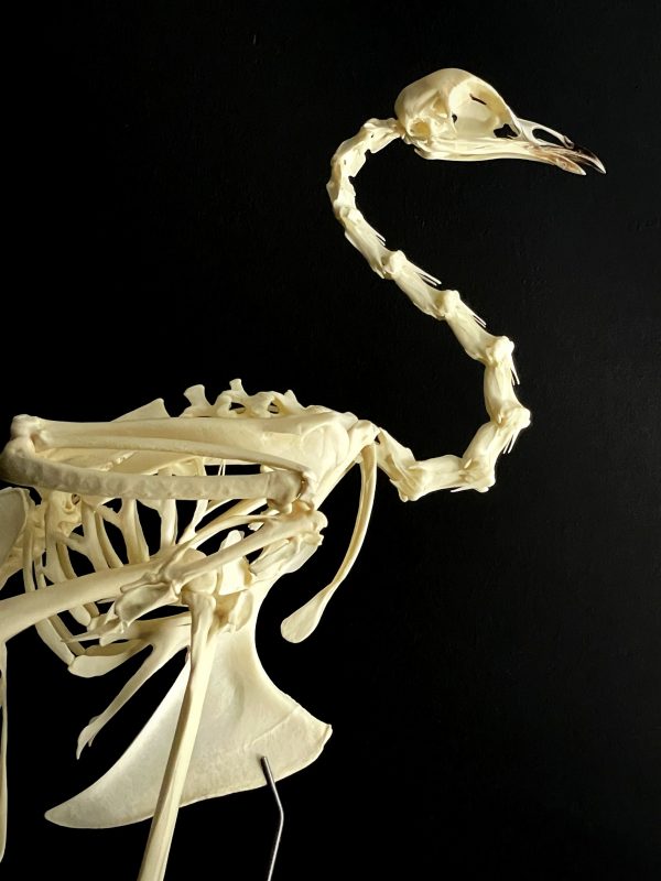 Skelet van een Blauwe pauw