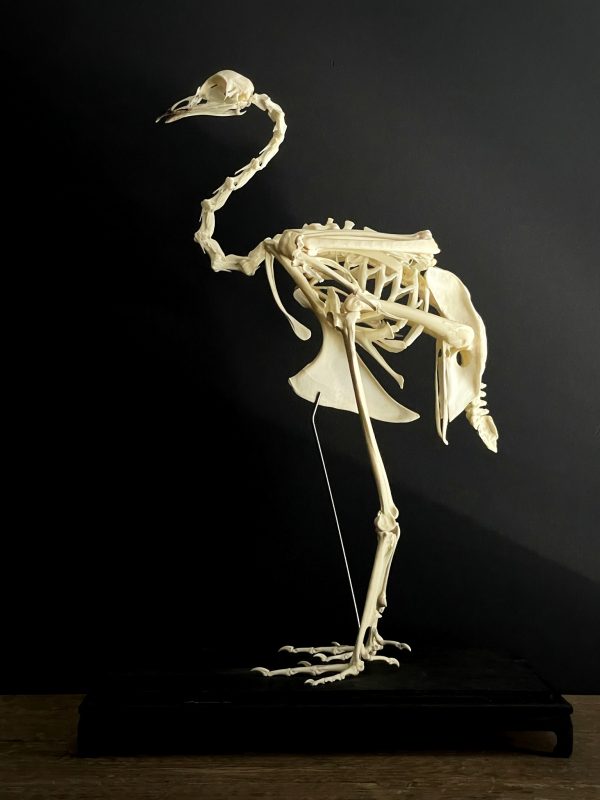 Skelet van een Blauwe pauw