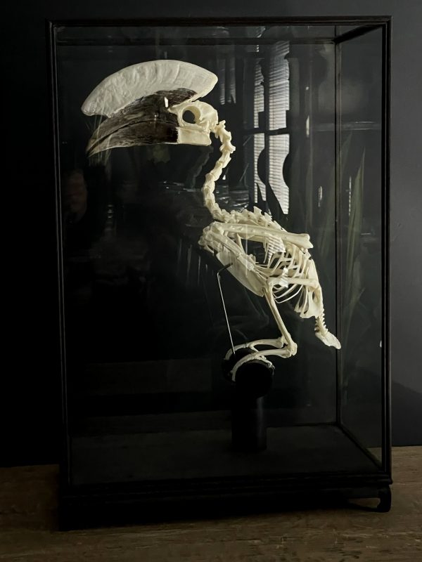 Skelet van een Zilveroor neushoornvogel.