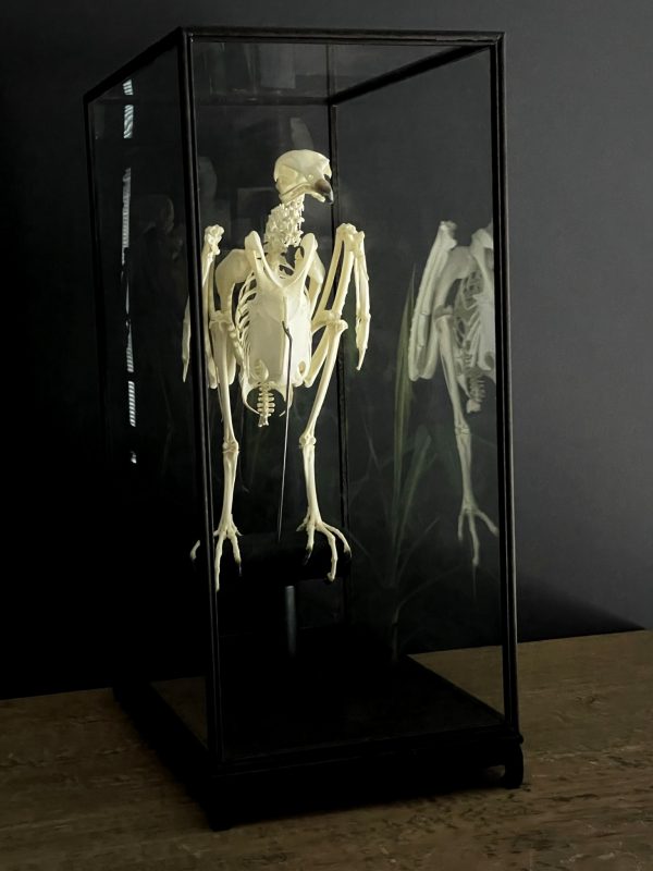 Skelet van een Kapgier.