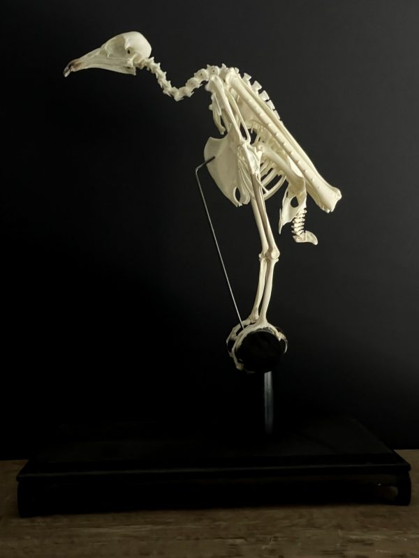 Skelet van een Kapgier.