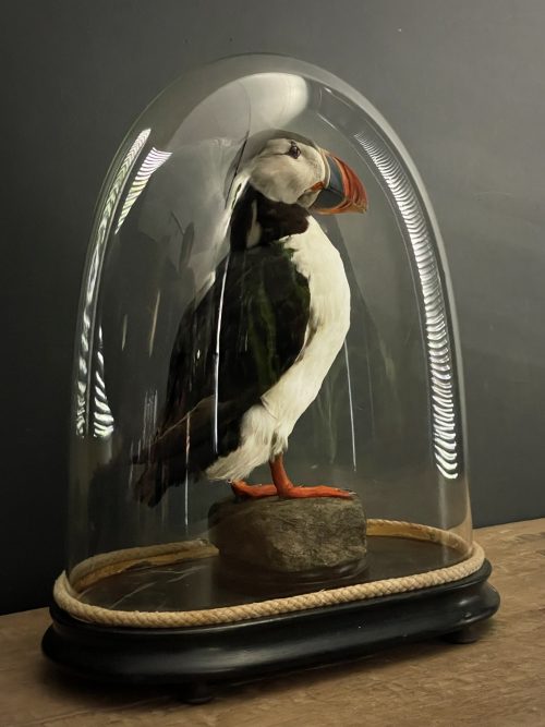 Taxidermy puffin