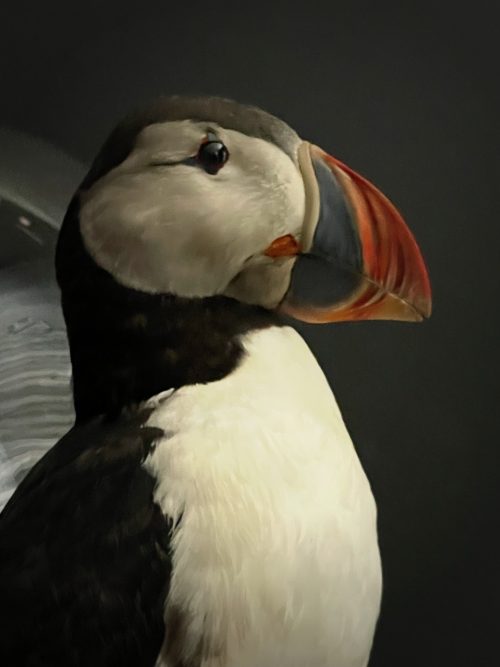 Taxidermy puffin