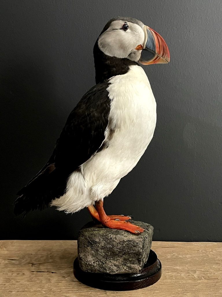 stuffed puffin taxidermy