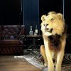 Vintage opgezette leeuw