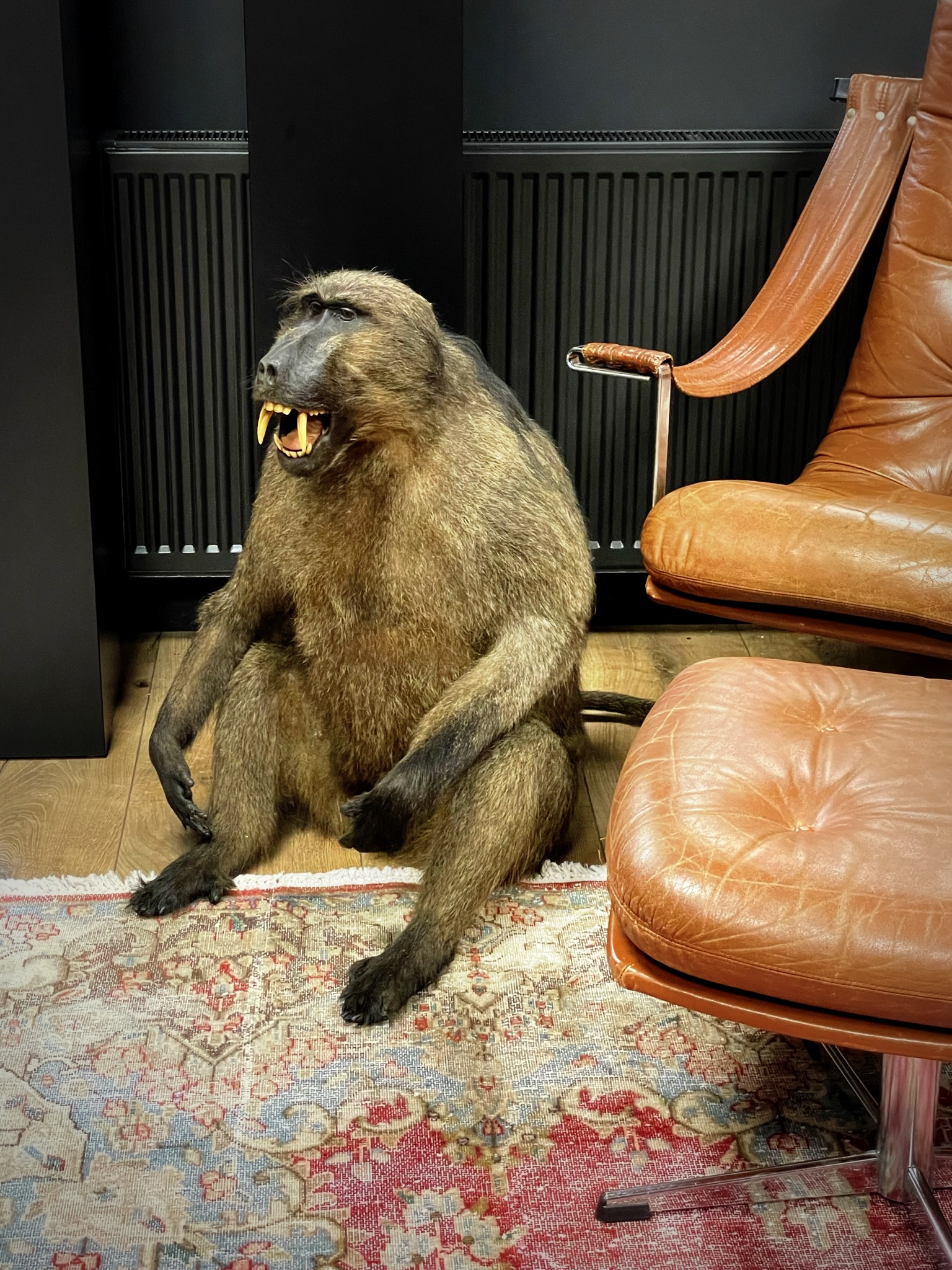 Taxidermy baboon BEAST Interiors
