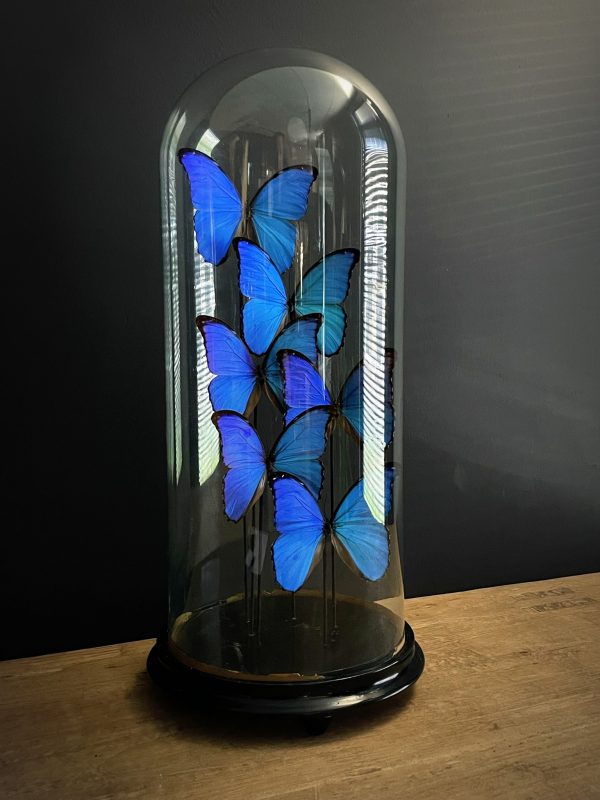 Antieke Stolp met blauwe Morpho's