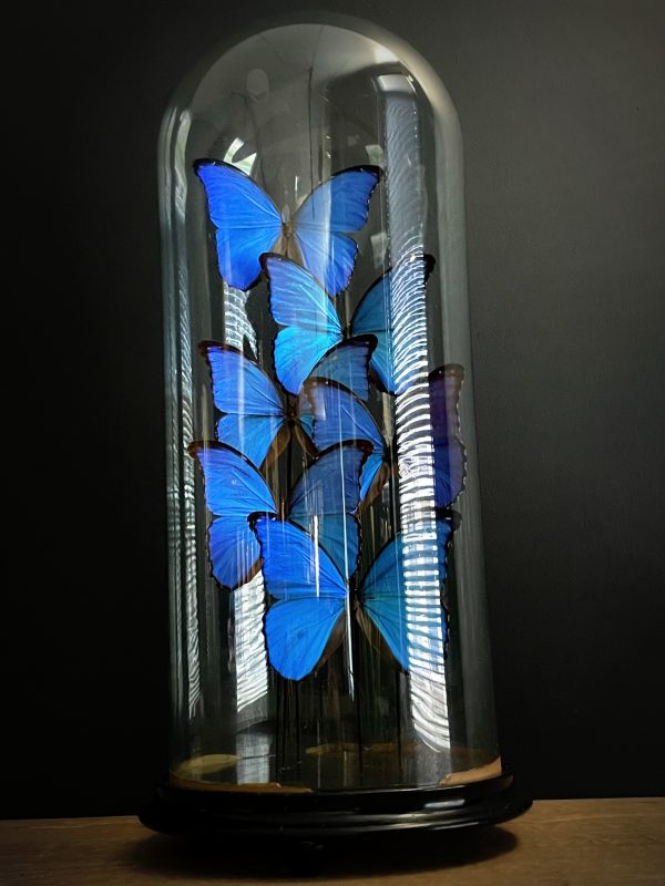 Antieke Stolp met blauwe Morpho's