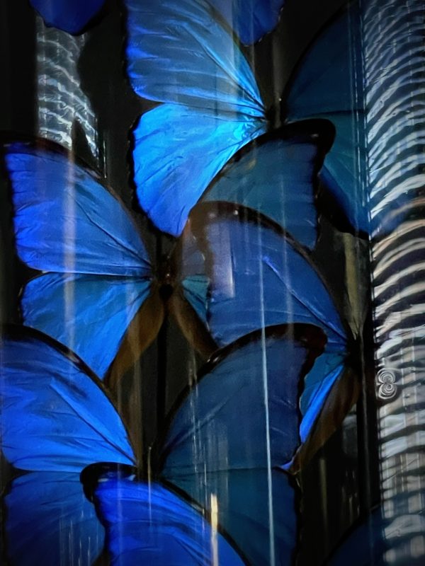 Antieke Stolp met blauwe Morpho's