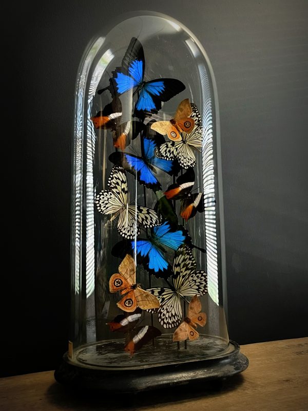 Antieke stolp met een mix van kleurrijke vlinders