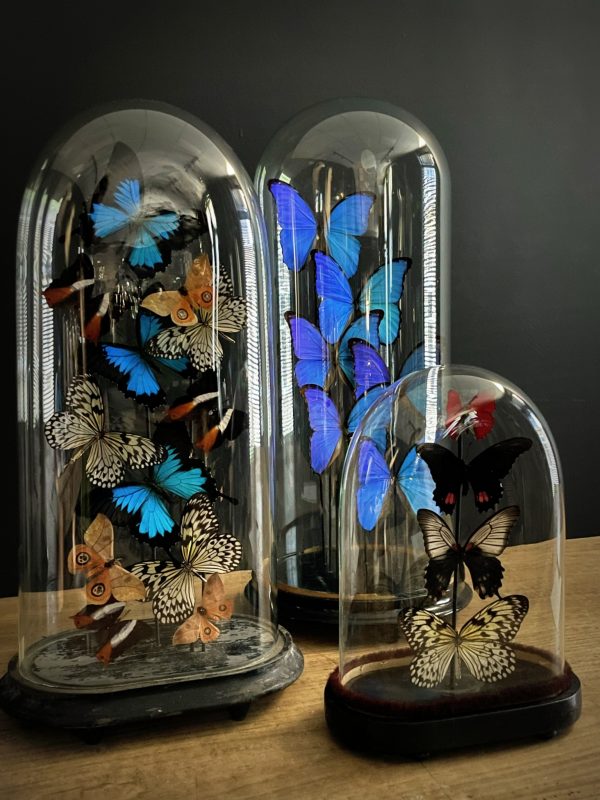 Antieke Stolp met blauwe Morpho's