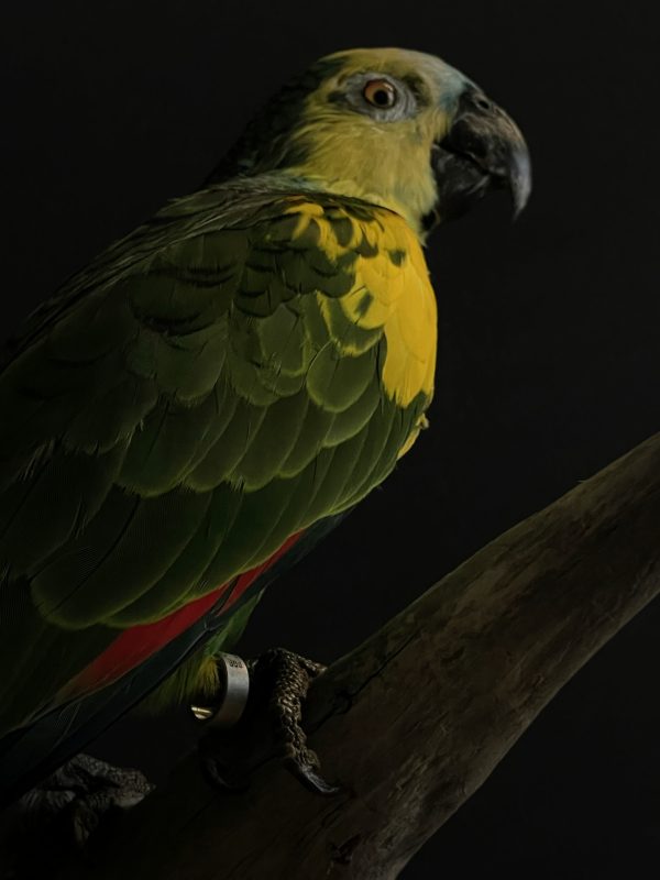 Beautiful blueheaded Amazon parrot BEAST Interiors