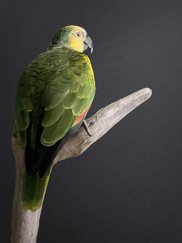 Beautiful blueheaded Amazon parrot BEAST Interiors