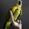 Blauwvoorhoofdamazone papagaai