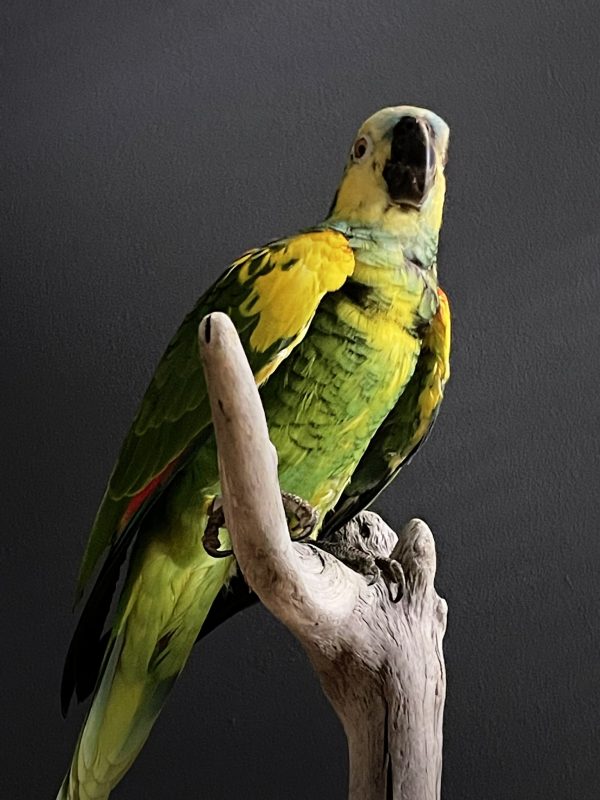 Beautiful blueheaded Amazon parrot BEAST Interiors