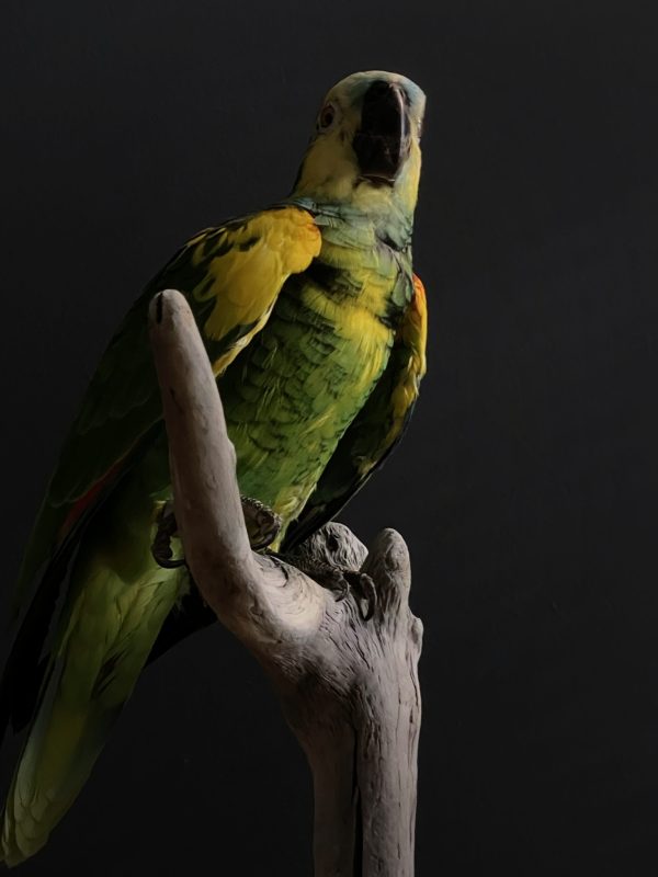 Beautiful blueheaded Amazon parrot BEAST Interiors