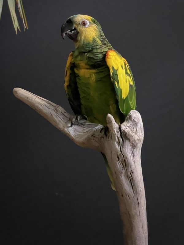 Beautiful blueheaded Amazon parrot BEAST Interiors