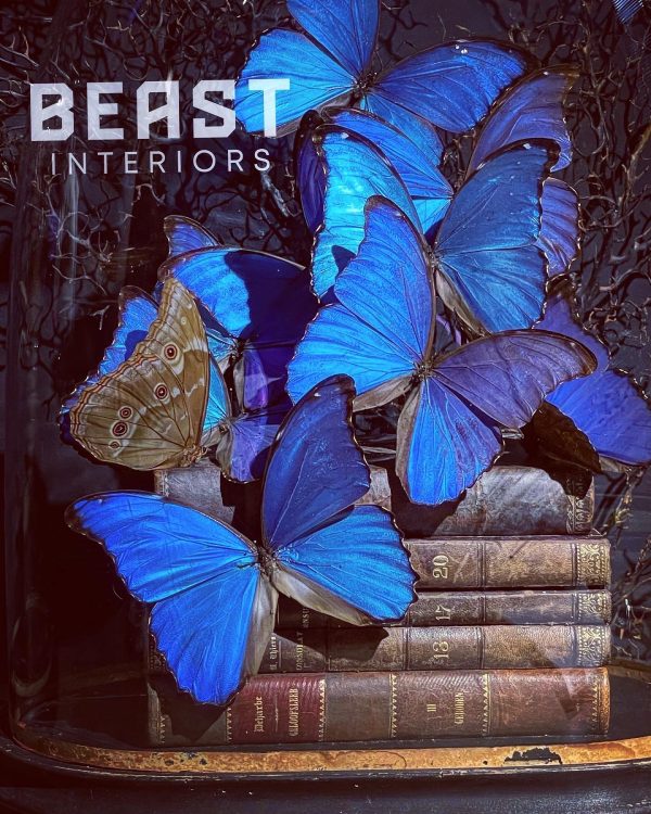 Antieke Stolp met blauwe Morpho's en antieke boeken.