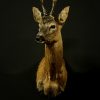 Taxidermie Rehbock