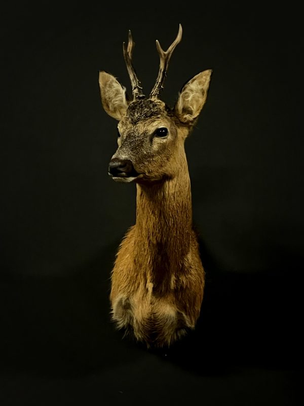 Taxidermie Rehbock