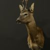 Taxidermie Rehbock