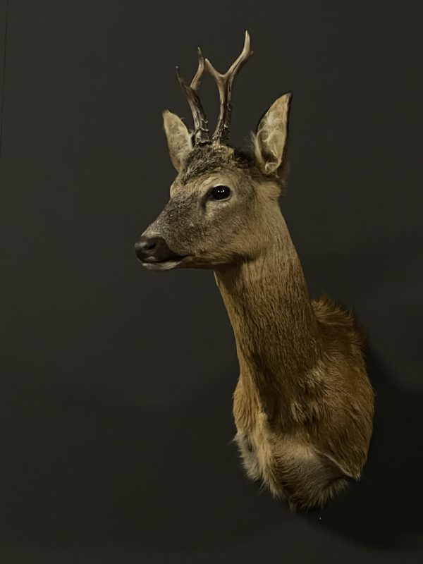 Taxidermie Rehbock