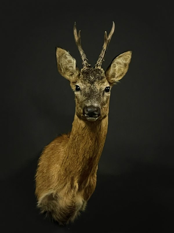 Taxidermie Rehbock