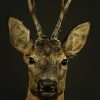 Taxidermie Rehbock