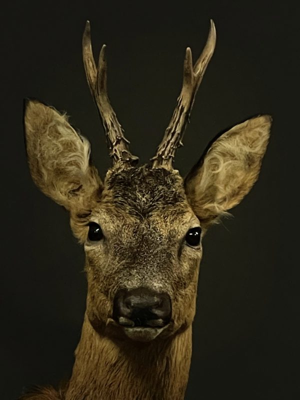 Taxidermie Rehbock
