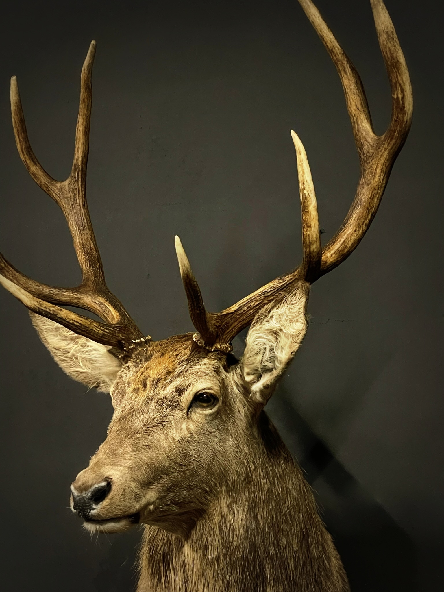 Stuffed deer head BEAST Interiors