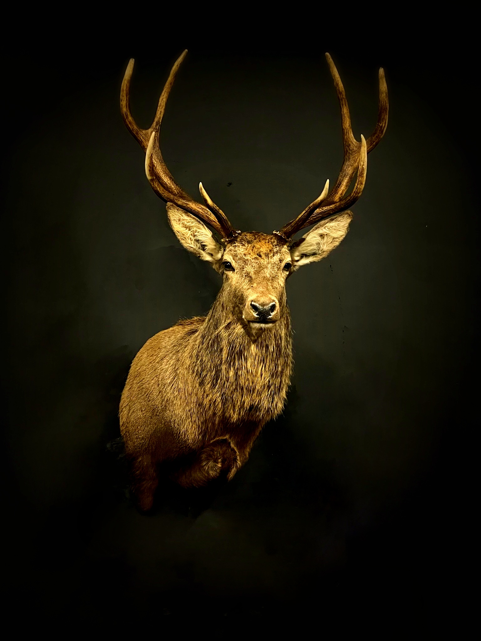 Stuffed deer head BEAST Interiors