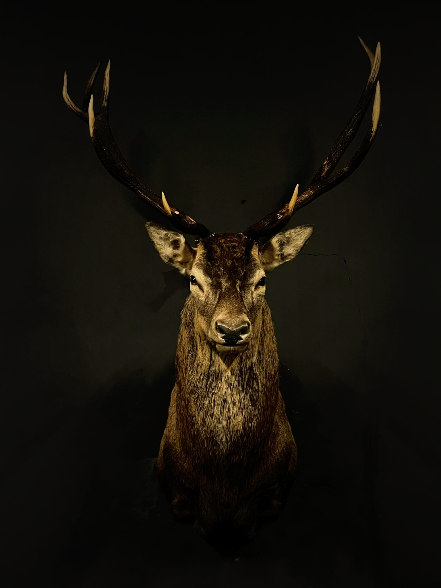 Mounted deer head BEAST Interiors