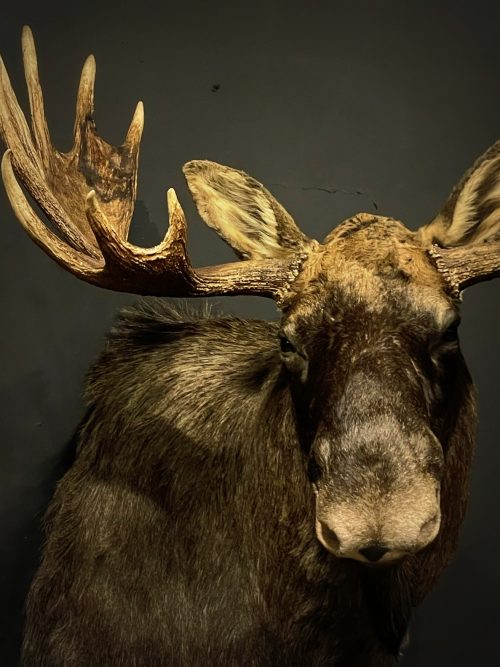 Opgezette kop van een Scandinavische eland