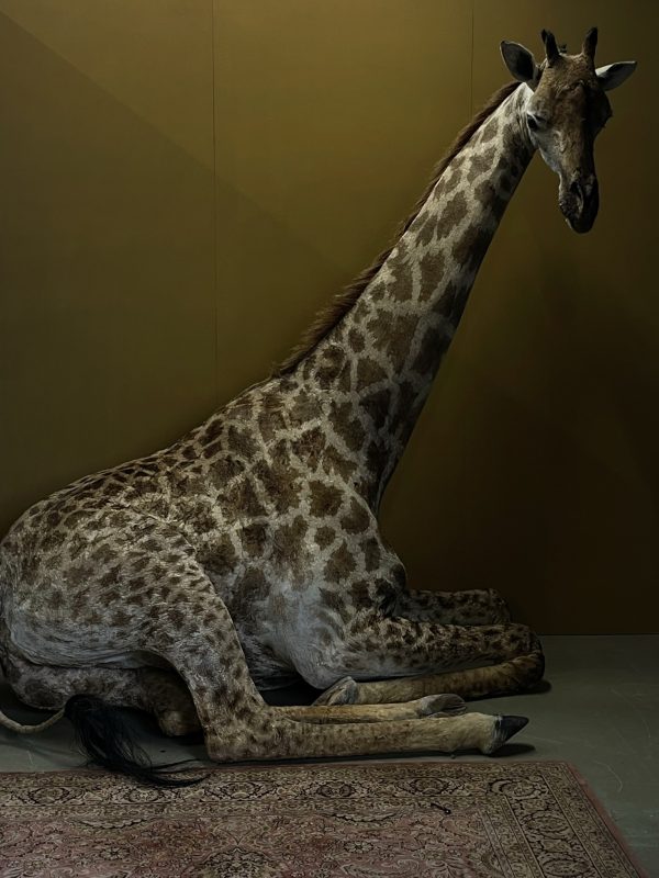 Opgezette Giraffe