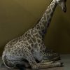 Opgezette Giraffe