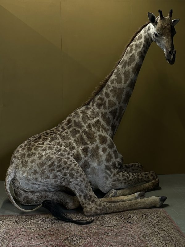 Opgezette Giraffe