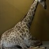 Opgezette Giraffe