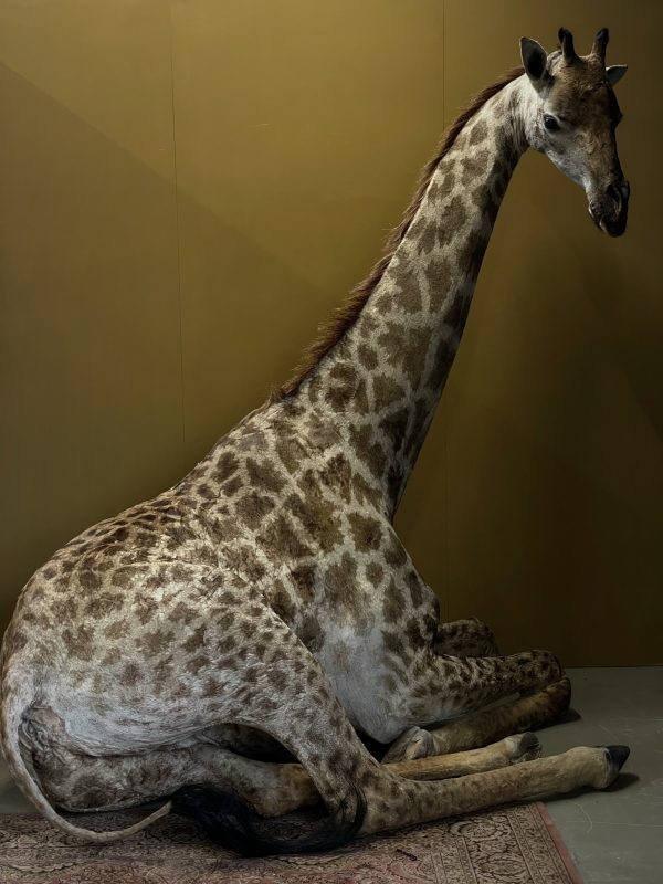 Opgezette Giraffe