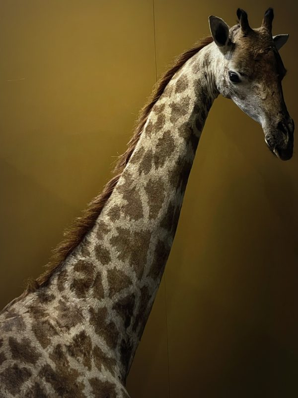 Opgezette Giraffe