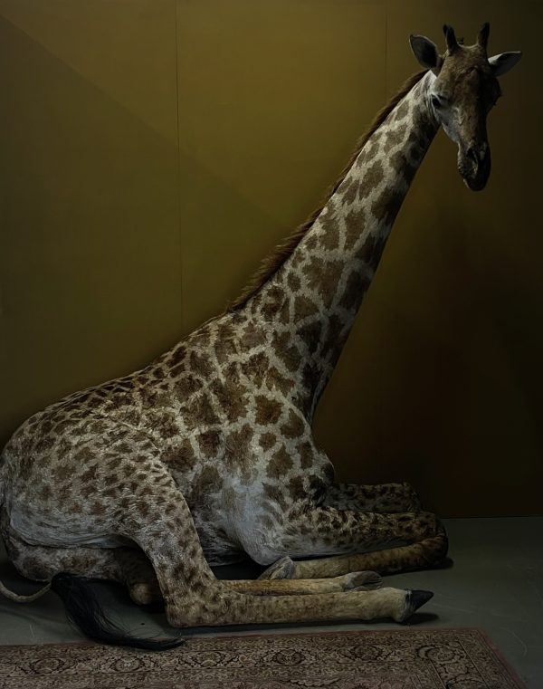 Opgezette Giraffe