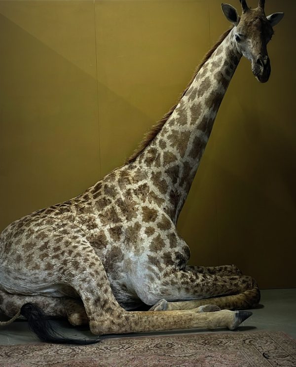 Opgezette Giraffe