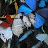 Kleurrijke vlinderstolp