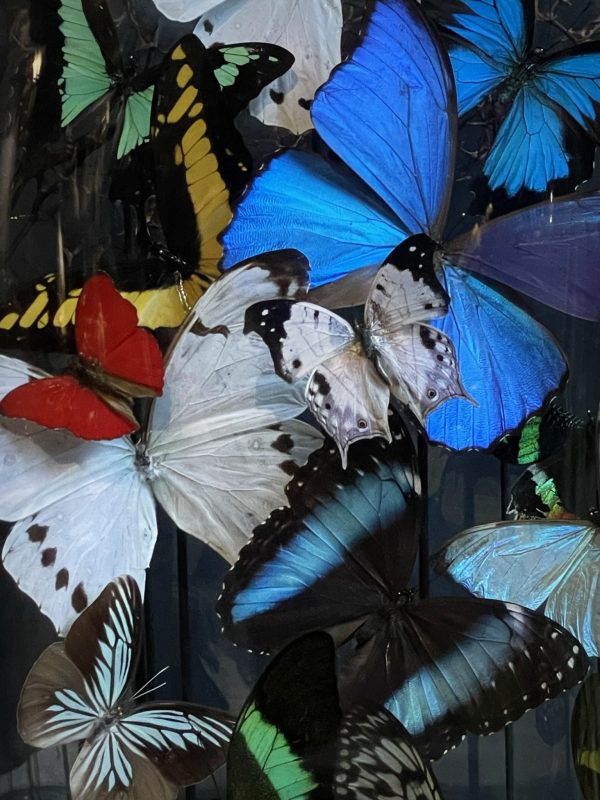 Kleurrijke vlinderstolp