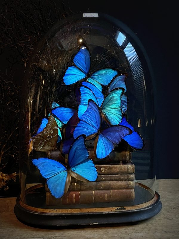 Antieke Stolp met blauwe Morpho's en antieke boeken.