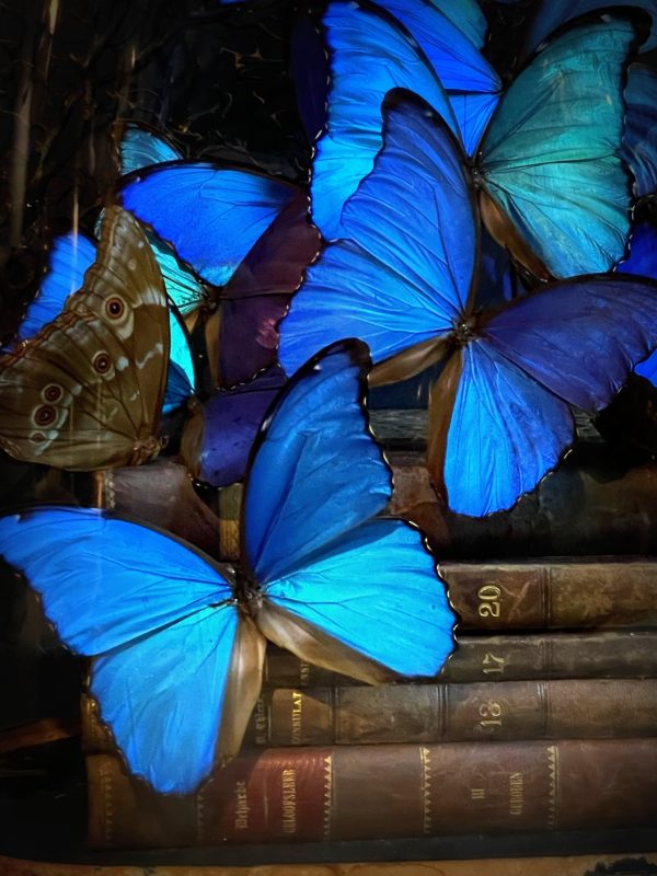 Antieke Stolp met blauwe Morpho's en antieke boeken.