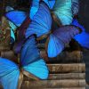 Antieke Stolp met blauwe Morpho's en antieke boeken.