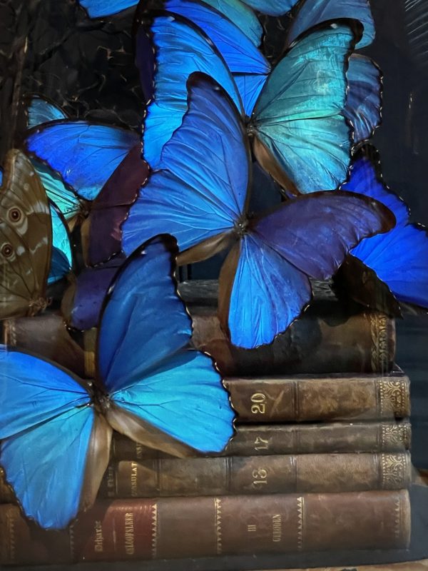 Antieke Stolp met blauwe Morpho's en antieke boeken.